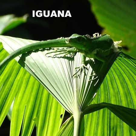 מלון Manuel Antonio Park House - Adults Only מראה חיצוני תמונה