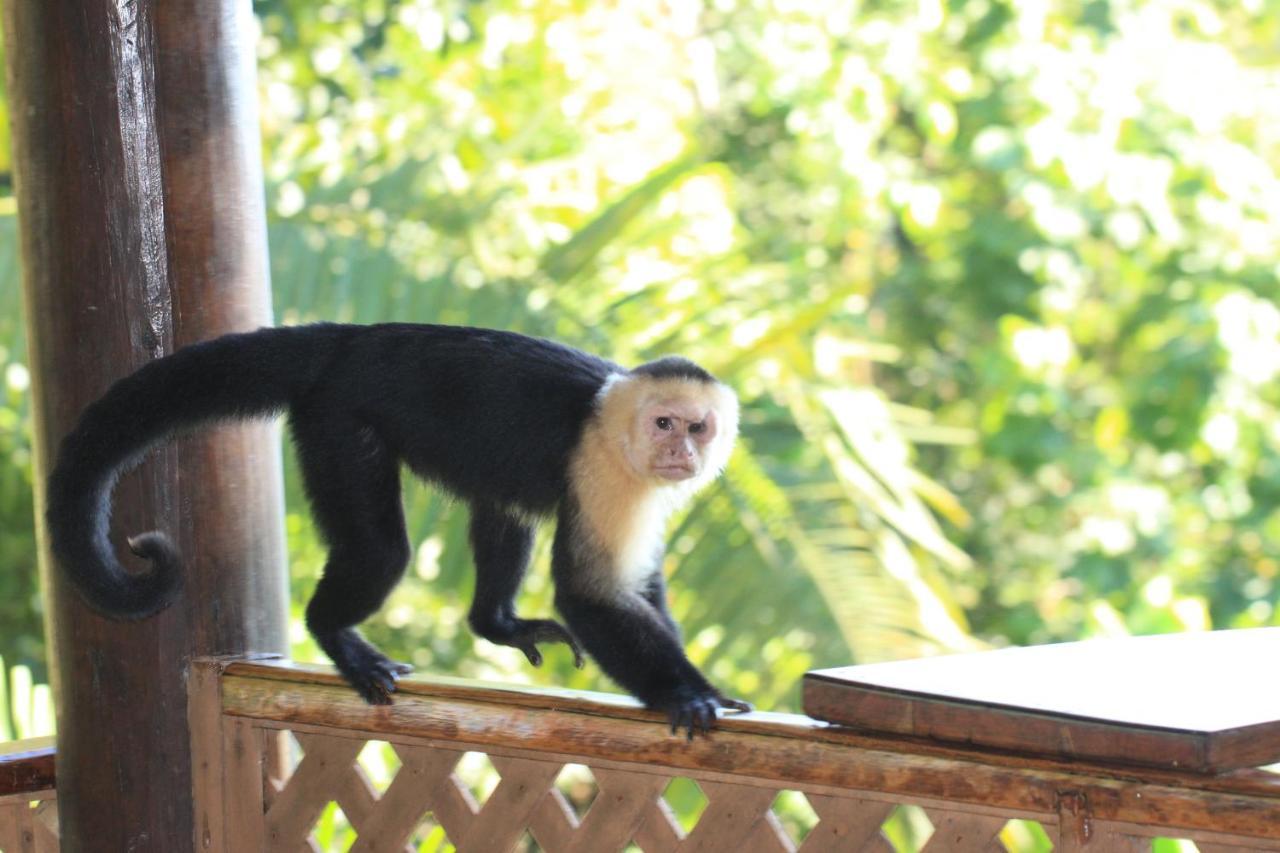 מלון Manuel Antonio Park House - Adults Only מראה חיצוני תמונה