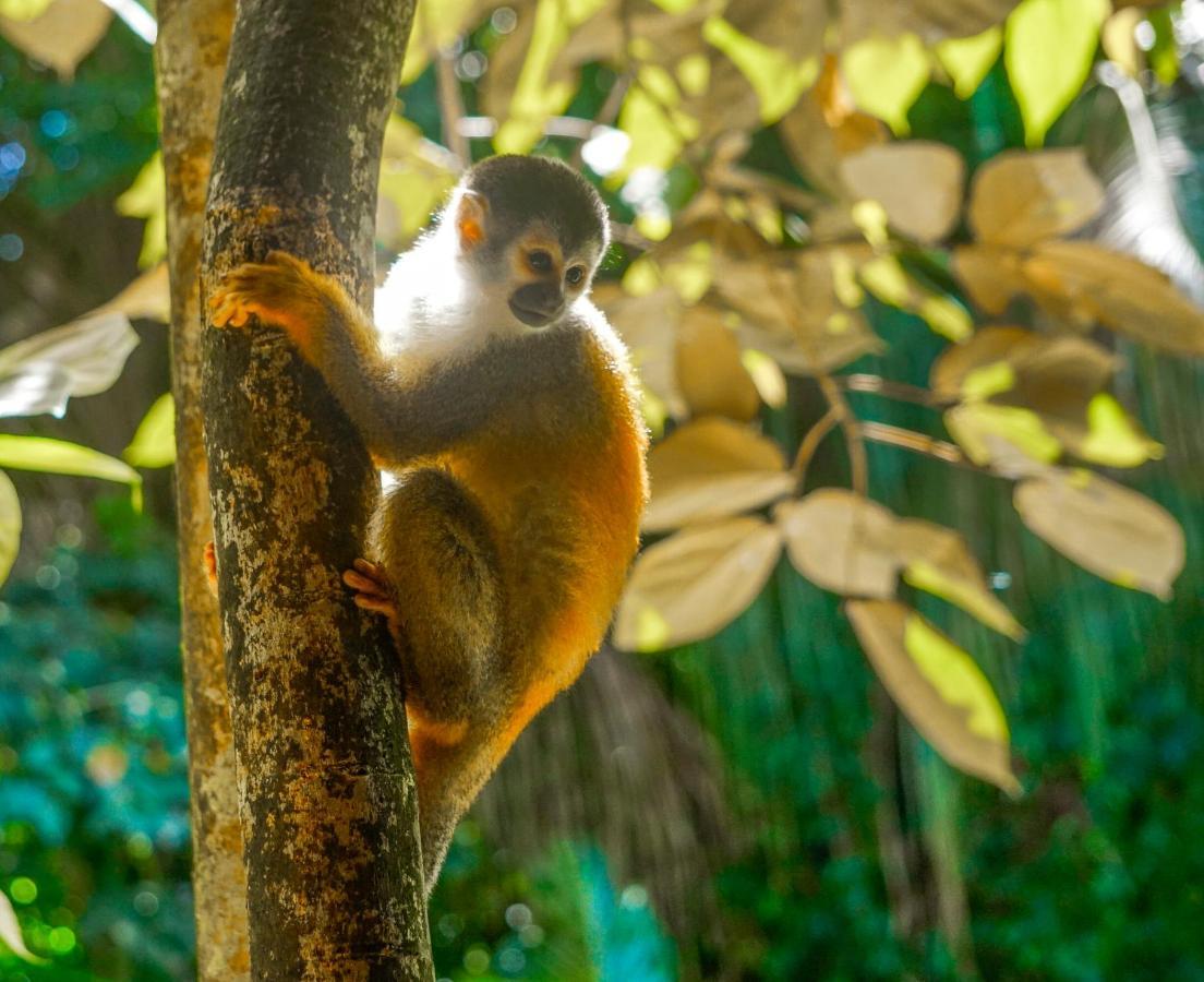 מלון Manuel Antonio Park House - Adults Only מראה חיצוני תמונה