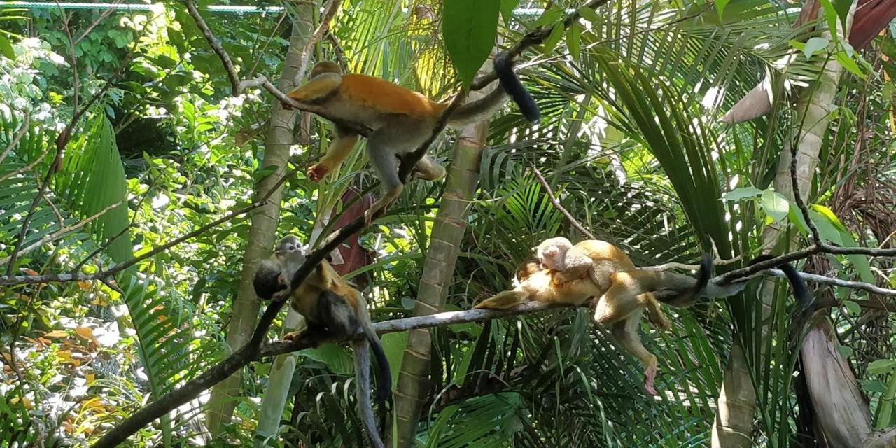 מלון Manuel Antonio Park House - Adults Only מראה חיצוני תמונה