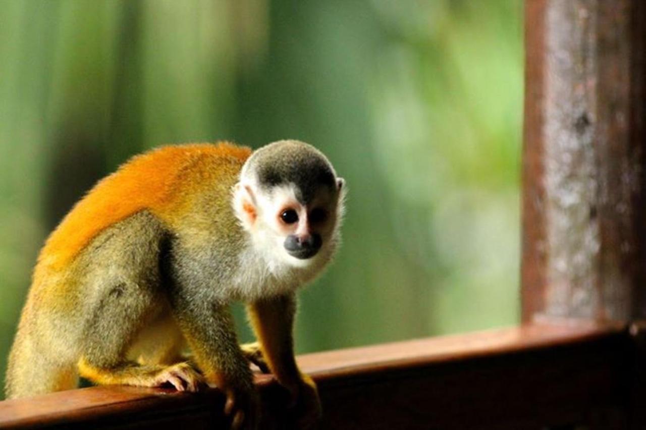 מלון Manuel Antonio Park House - Adults Only מראה חיצוני תמונה