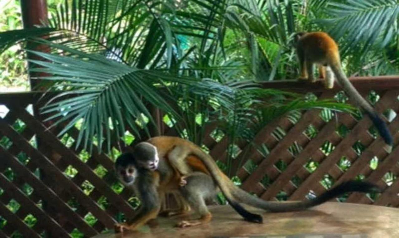 מלון Manuel Antonio Park House - Adults Only מראה חיצוני תמונה