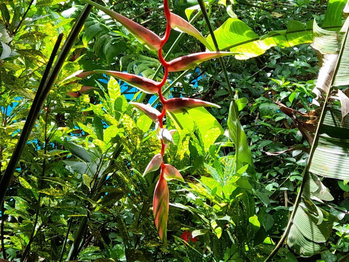 מלון Manuel Antonio Park House - Adults Only מראה חיצוני תמונה