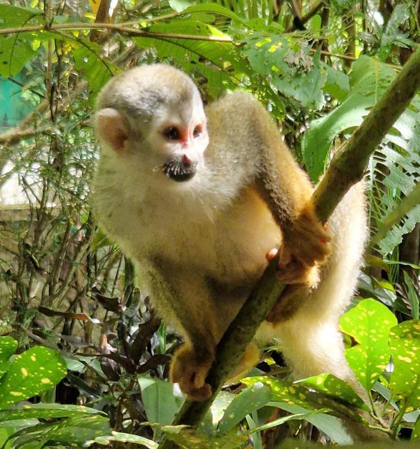 מלון Manuel Antonio Park House - Adults Only מראה חיצוני תמונה