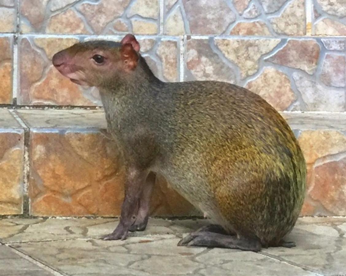מלון Manuel Antonio Park House - Adults Only מראה חיצוני תמונה