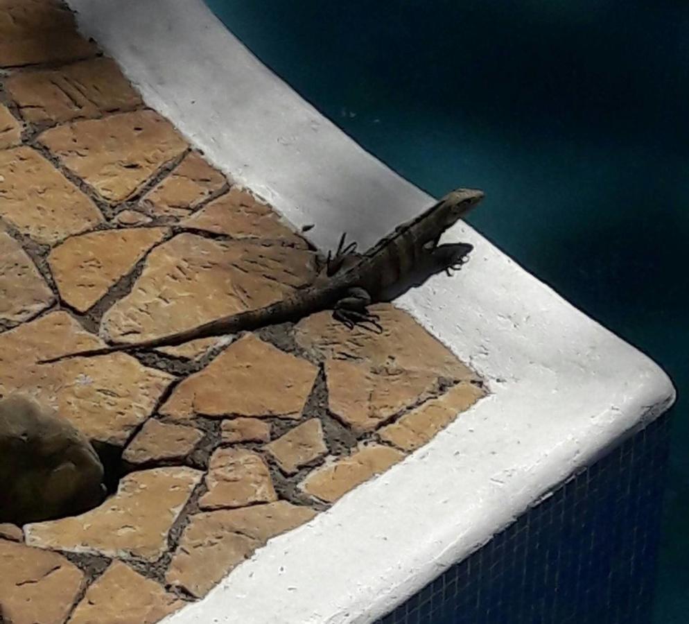 מלון Manuel Antonio Park House - Adults Only מראה חיצוני תמונה