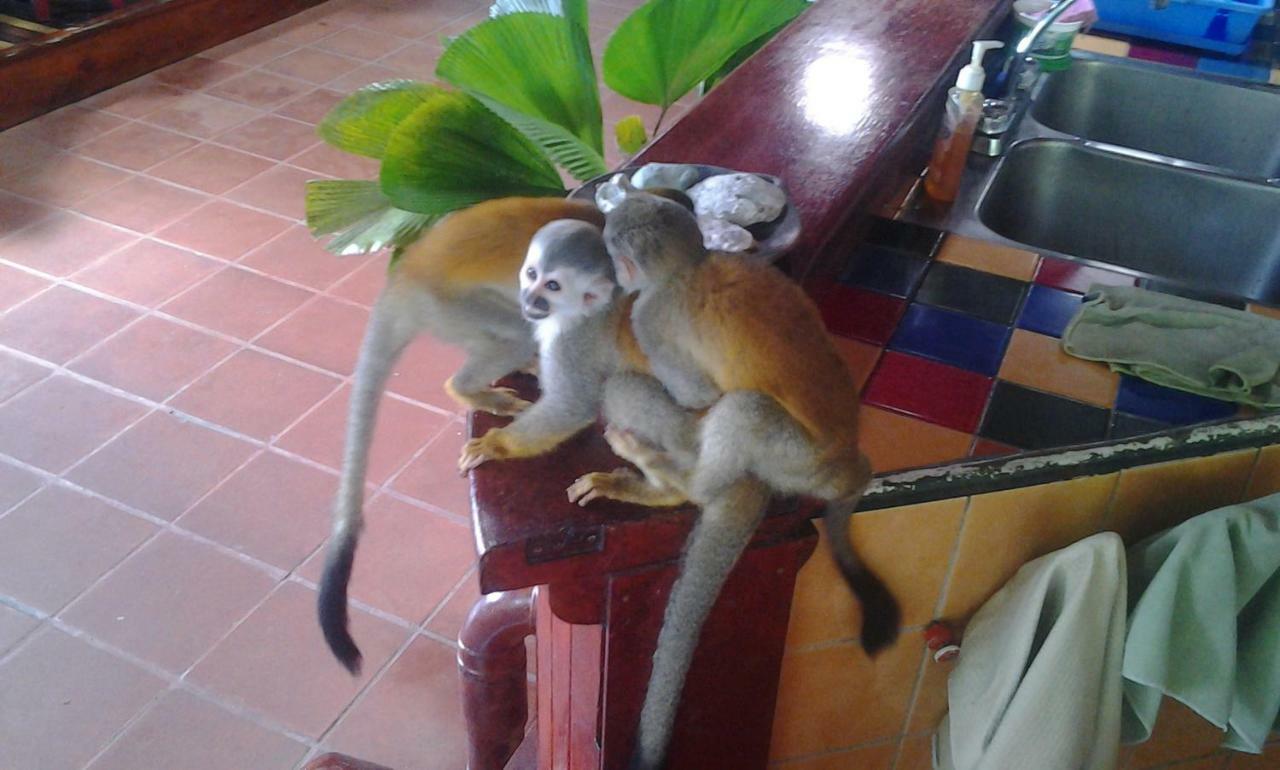 מלון Manuel Antonio Park House - Adults Only מראה חיצוני תמונה