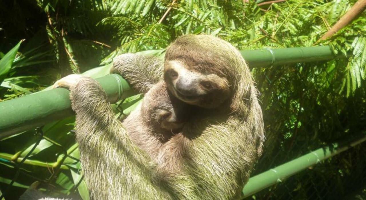מלון Manuel Antonio Park House - Adults Only מראה חיצוני תמונה